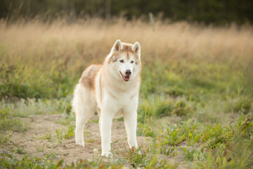 Portrait of beige and white siberian husky dog with brown eyes in the field at sunset in bright fall - 786447269