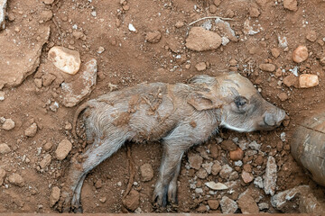 Common Warthog newborn baby. Just born warthog on hotel territory. Animal wildlife, South Africa safari. Phacochoerus africanus in wild nature. Continuation of offspring. Animals live alongside people