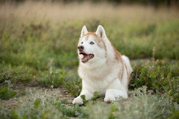 Portrait of the beautiful siberian husky dog lying in the field at sunset in fall - 786447840