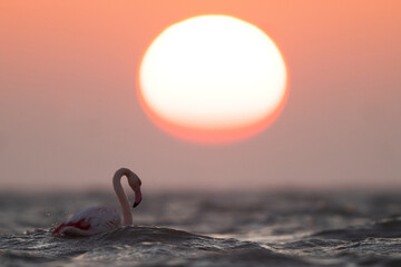 Greater Flamingos, sea waves and dramatic sunrise at Asker coast, Bahrain