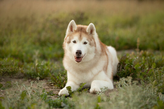 Portrait of the beautiful siberian husky dog lying in the field at sunset in fall