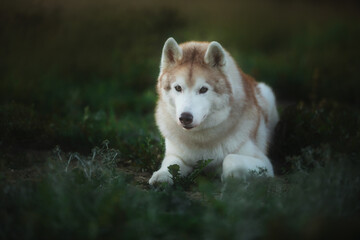 Portrait of the beautiful siberian husky dog with brown eyes lying in the dark forest at sunset in...