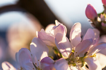 Blossom tree - 786448236