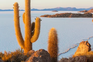 Wandcirkels plexiglas Cactus in Bolivia © Galyna Andrushko