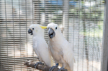 This image features two white cockatoos perched on a branch inside a cage. The cockatoos have white feathers with yellow patches of skin under their beaks and around their eyes.