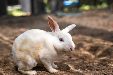 White rabbit standing alert on its hind legs in a field of brown dirt. The rabbit has a plump body and short legs, with a small puff of a tail. Its fur is completely white and appears to be very clean