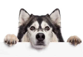 PNG Alaskan Malamute peeking mammal animal.