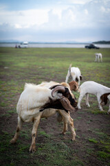 A herd of goats of various colors and sizes grazing in a lush green field. In the background, there...