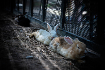 Group of rabbits of various breeds laying on a grassy field next to a metal fence. The rabbits are...