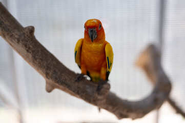 Sun Conure Parrot Perched on a Branch