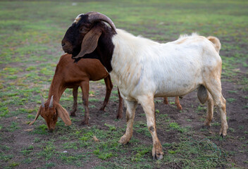 Two goats in a field, one brown and smaller, the other larger and white with a black head, with the larger goat appearing to nuzzle the smaller one.