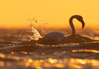 Backlit image of Greater Flamingos in the morning hours with dramatic bokeh of light on water, Asker coast, Bahrain
