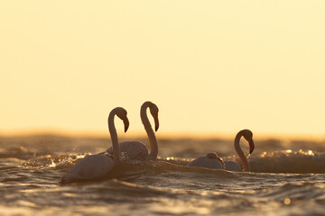 Backlit image of Greater Flamingos facing the sea waves in the early morning hours at Asker coast, Bahrain