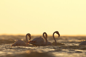 Greater Flamingos in the morning hours with dramatic bokeh of light on water, Asker coast, Bahrain