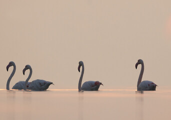 Greater Flamingos wading in the early morning hours at Asker coast, Bahrain