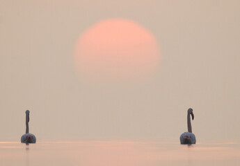 A pair of Greater Flamingos and dramatic hue during sunrise at Asker coast, Bahrain