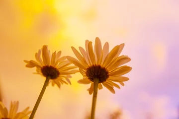 Tuinposter Flowers © Galyna Andrushko