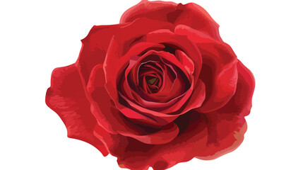 Sweet red rose the symbol of romantic and love 