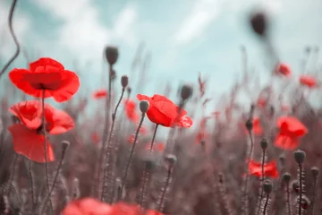 Tuinposter Poppy © Galyna Andrushko