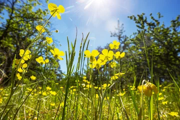 Rolgordijnen Sunny meadow © Galyna Andrushko