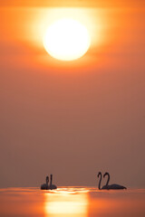 Greater Flamingos and beautiful sunrise at Asker coast of Bahrain