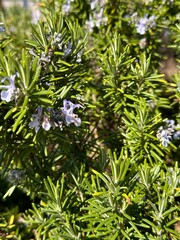 Westringia fruticosa, coastal rosemary or coastal westringia close-up