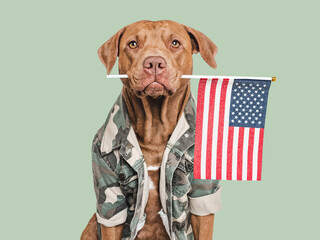 Adorable brown dog, American Flag and military shirt. Close-up, indoors. Studio shot. Congratulations for family, loved ones, relatives, friends and colleagues. Pets care concept