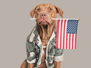 Adorable brown dog, American Flag and military shirt. Close-up, indoors. Studio shot. Congratulations for family, loved ones, relatives, friends and colleagues. Pets care concept