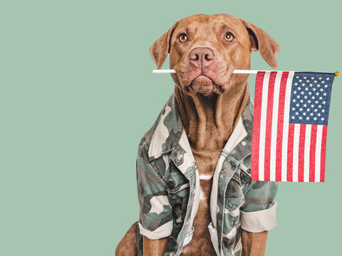 Adorable brown dog, American Flag and military shirt. Close-up, indoors. Studio shot. Congratulations for family, loved ones, relatives, friends and colleagues. Pets care concept