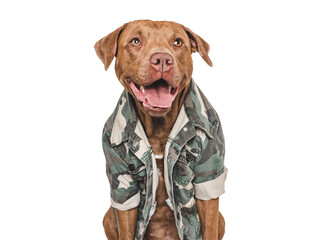 Cute brown dog and military shirt. Closeup, indoors. Studio shot. Congratulations for family, loved...