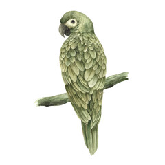 A green parrot sits on a branch. Exotic tropical realistic watercolor illustration in monochrome style. Isolated hand drawn illustration for stickers, cards, interior, posters, various designs.