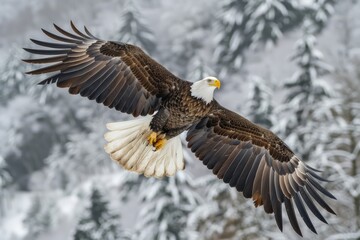 Obraz premium A stunning bald eagle soars with outstretched wings against a snowy forest backdrop..