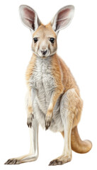 PNG Wallaby wallaby kangaroo animal.
