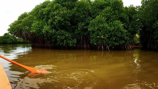 Boating Through The Pichavaram Mangrove Forests. The Second Largest Mangrove Forest In The World, Located Near Chidambaram In Cuddalore District, Tamil Nadu, India.