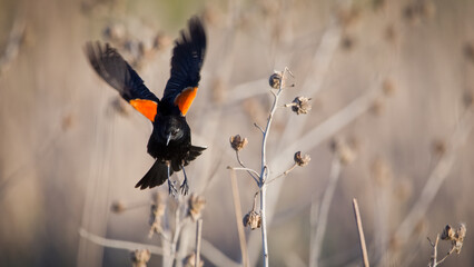 Close-up color photo of a beautiful red-winged blackbird in flight against a soft blurred dry brown...
