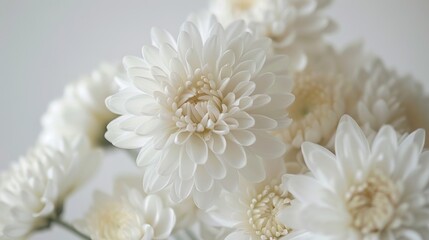 Close up image of white chrysanthemum flowers in a studio setting