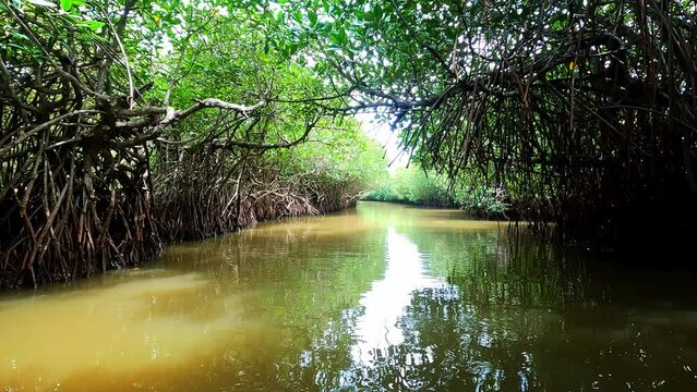 Boating Through The Pichavaram Mangrove Forests. The Second Largest Mangrove Forest In The World, Located Near Chidambaram In Cuddalore District, Tamil Nadu, India.