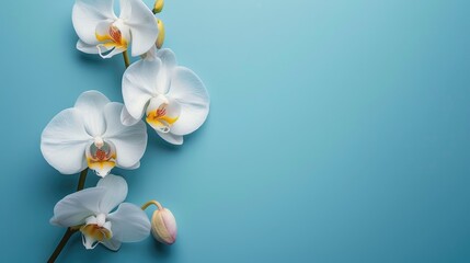 Isolated Orchid Flower on Blue Background