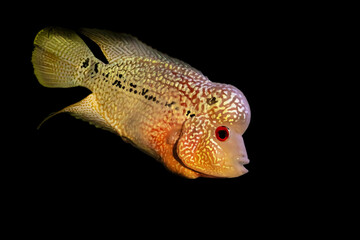 One of the most interesting fish.  Flowerhorn. Black background. 