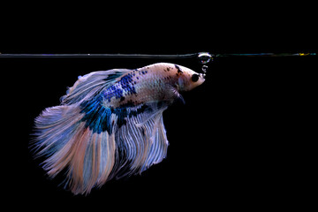 A betta fish with great details and colors. Black background.