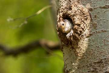 scoiattolo grigio nel nido in primavera