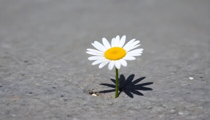 white marguerite daisy on cement paving in spring