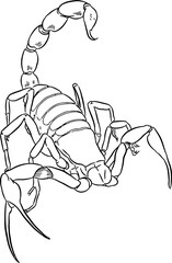 Scorpion line art sketch 1