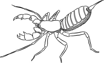 Scorpion line art sketch 3