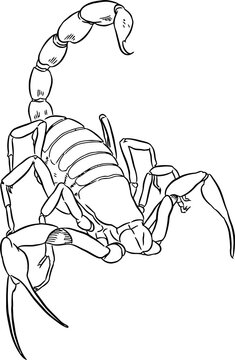 recommend clip art: Scorpion line art sketch 1