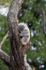 Sleeping Koala