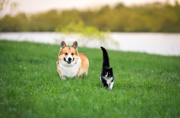 furry friends, a black cat with a raised tail and a cheerful corgi dog walk side by side in a green meadow on a sunny spring day - 786467225