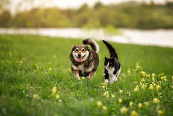  furry friends, a black cat and a cheerful dog, quickly run side by side along a green meadow on a sunny spring day - 786467239