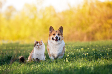 furry friends a red cat and a cheerful corgi dog are sitting next to each other in a green meadow on a sunny summer day