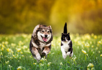  furry friends, a black cat and a cheerful dog, quickly run side by side along a green meadow on a sunny spring day